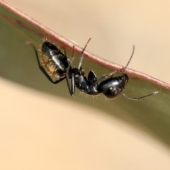 Camponotus aeneopilosus at Scullin, ACT - 8 Dec 2019 02:14 PM