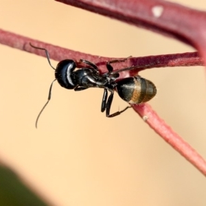 Camponotus aeneopilosus at Scullin, ACT - 8 Dec 2019 02:14 PM