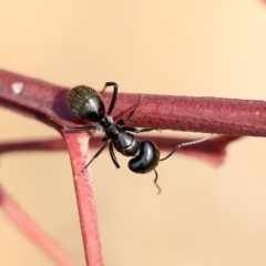 Camponotus aeneopilosus at Scullin, ACT - 8 Dec 2019 02:14 PM