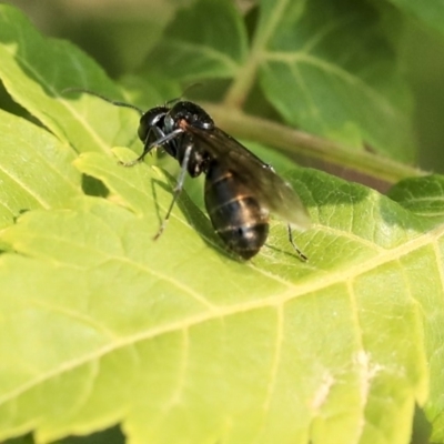 Formicidae (family) (Unidentified ant) at Scullin, ACT - 8 Dec 2019 by AlisonMilton