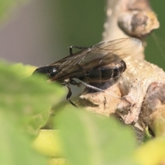 Formicidae (family) at Scullin, ACT - 8 Dec 2019