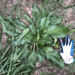 Echium plantagineum at Garran, ACT - 6 Mar 2020 05:00 PM