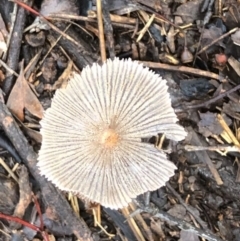 Parasola sp. (genus) (An Inkcap) at Garran, ACT - 6 Mar 2020 by ruthkerruish