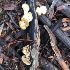 Lentinus arcularius (Fringed Polypore) at Hughes, ACT - 5 Mar 2020 by ruthkerruish