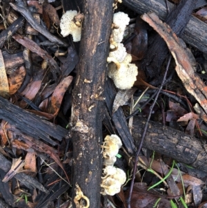 Lentinus arcularius at Hughes, ACT - 6 Mar 2020