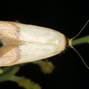 Tachystola stenoptera at Ainslie, ACT - 17 Nov 2019