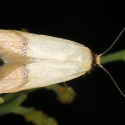 Tachystola stenoptera (A concealer moth) at Ainslie, ACT - 17 Nov 2019 by jbromilow50