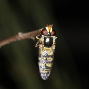 Simosyrphus grandicornis at Ainslie, ACT - 17 Nov 2019