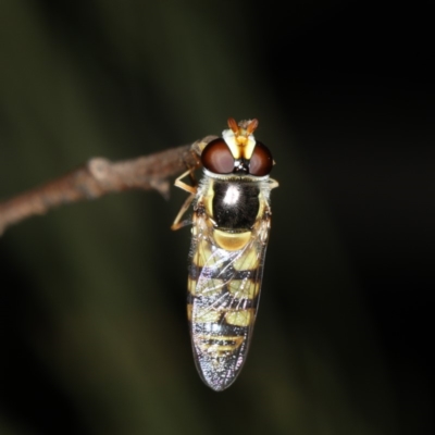 Simosyrphus grandicornis (Common hover fly) at Ainslie, ACT - 17 Nov 2019 by jbromilow50