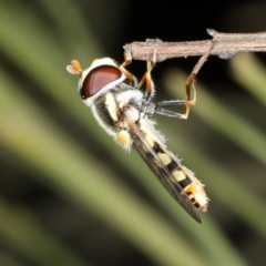 Simosyrphus grandicornis at Ainslie, ACT - 17 Nov 2019 09:32 PM