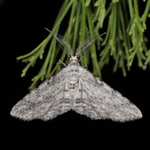 Phelotis cognata at Ainslie, ACT - 17 Nov 2019