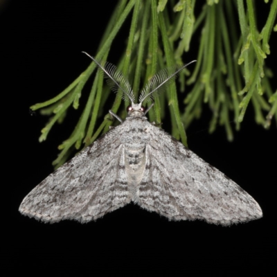 Phelotis cognata (Long-fringed Bark Moth) at Mount Ainslie - 17 Nov 2019 by jb2602