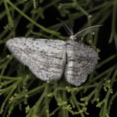 Phelotis cognata at Ainslie, ACT - 17 Nov 2019