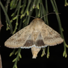 Helicoverpa punctigera (Native Budworm) at Ainslie, ACT - 17 Nov 2019 by jb2602