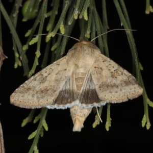 Helicoverpa punctigera at Ainslie, ACT - 17 Nov 2019