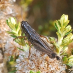 Kosciuscola tristis (Chameleon Grasshopper) at Kosciuszko National Park, NSW - 28 Feb 2020 by Harrisi