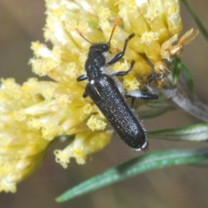 Eleale simplex at Kosciuszko National Park, NSW - 29 Feb 2020 09:30 AM