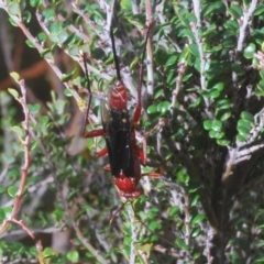 Lissopimpla excelsa (Orchid dupe wasp, Dusky-winged Ichneumonid) at Kosciuszko National Park - 29 Feb 2020 by Harrisi