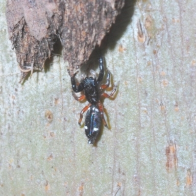 Holoplatys sp. (genus) (Unidentified Holoplatys jumping spider) at Kosciuszko National Park - 29 Feb 2020 by Harrisi
