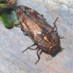 Diphucrania acuducta (Acuducta jewel beetle) at Kosciuszko National Park, NSW - 29 Feb 2020 by Harrisi