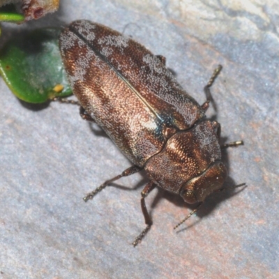 Diphucrania acuducta (Acuducta jewel beetle) at Kosciuszko National Park - 29 Feb 2020 by Harrisi