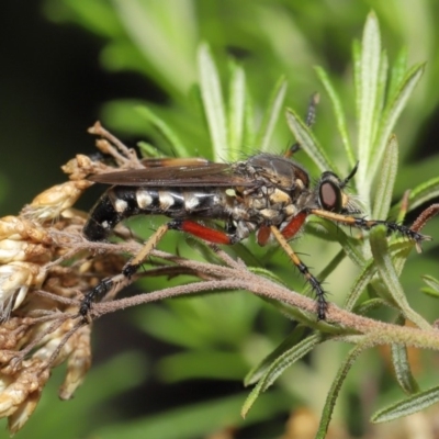 Thereutria amaraca (Spine-legged Robber Fly) at Acton, ACT - 3 Mar 2020 by TimL