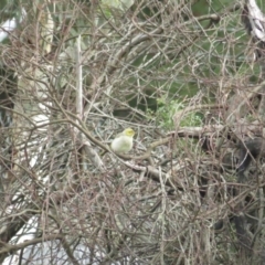 Ptilotula penicillata (White-plumed Honeyeater) at Bungendore, NSW - 5 Mar 2020 by tom.tomward@gmail.com