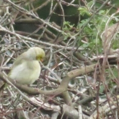 Ptilotula penicillata at Bungendore, NSW - 6 Mar 2020