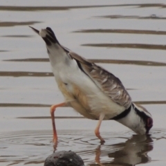 Charadrius melanops (Black-fronted Dotterel) at Greenway, ACT - 29 Dec 2019 by MichaelBedingfield