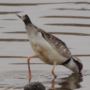 Charadrius melanops at Greenway, ACT - 29 Dec 2019