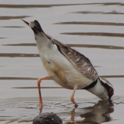 Charadrius melanops (Black-fronted Dotterel) at Greenway, ACT - 29 Dec 2019 by MichaelBedingfield