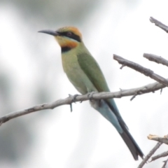 Merops ornatus (Rainbow Bee-eater) at Greenway, ACT - 29 Dec 2019 by michaelb
