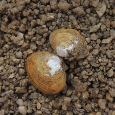 Corbicula australis (Little Basket Shells) at Paddys River, ACT - 29 Dec 2019 by MichaelBedingfield