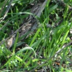 Amphibolurus muricatus (Jacky Lizard) at Pejar, NSW - 7 Mar 2020 by Christine