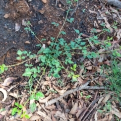 Rubus parvifolius (Native Raspberry) at Surf Beach, NSW - 7 Mar 2020 by LyndalT