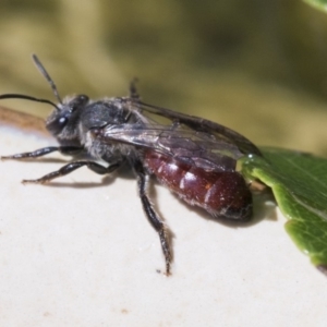 Lasioglossum (Parasphecodes) sp. (genus & subgenus) at Higgins, ACT - 8 Mar 2020