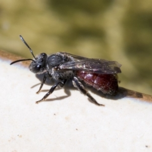 Lasioglossum (Parasphecodes) sp. (genus & subgenus) at Higgins, ACT - 8 Mar 2020 10:45 AM