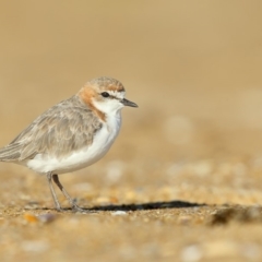 Anarhynchus ruficapillus (Red-capped Plover) at Mogareeka, NSW - 6 Mar 2020 by Leo