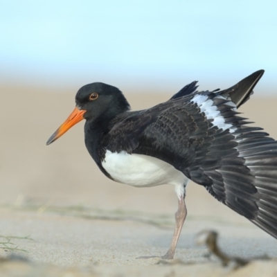 Haematopus longirostris (Australian Pied Oystercatcher) at Tathra, NSW - 7 Mar 2020 by Leo