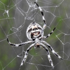 Hortophora sp. (genus) (Garden orb weaver) at Molonglo River Reserve - 7 Mar 2020 by JohnBundock