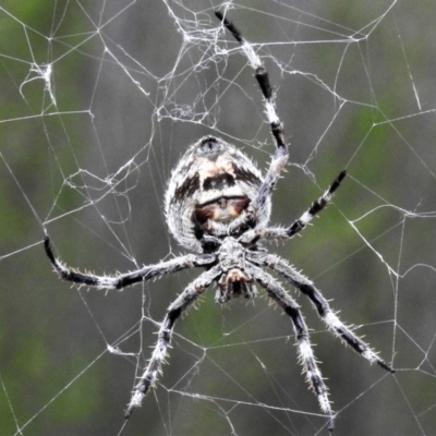 Hortophora sp. (genus) (Garden orb weaver) at Molonglo River Reserve - 7 Mar 2020 by JohnBundock