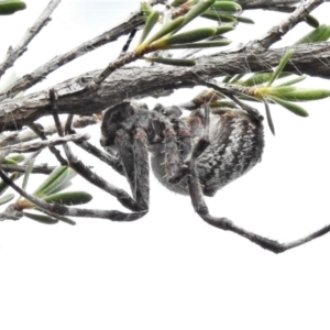 Hortophora sp. (genus) at Molonglo River Reserve - 7 Mar 2020