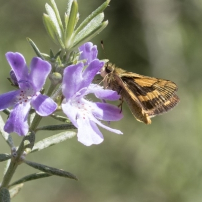 Ocybadistes walkeri (Green Grass-dart) at Higgins, ACT - 8 Mar 2020 by AlisonMilton