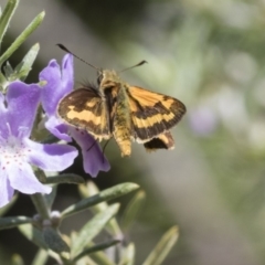 Ocybadistes walkeri at Higgins, ACT - 8 Mar 2020