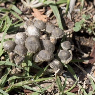 Coprinellus etc. (An Inkcap) at Higgins, ACT - 8 Mar 2020 by AlisonMilton