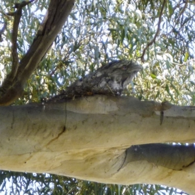 Podargus strigoides (Tawny Frogmouth) at Hawker, ACT - 28 Jan 2011 by AlisonMilton