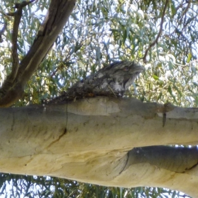 Podargus strigoides (Tawny Frogmouth) at The Pinnacle - 28 Jan 2011 by AlisonMilton