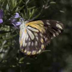 Belenois java (Caper White) at Higgins, ACT - 8 Mar 2020 by AlisonMilton