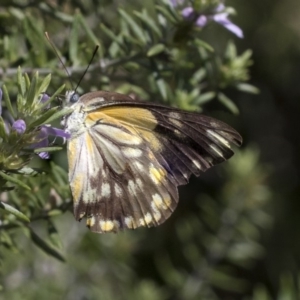 Belenois java at Higgins, ACT - 8 Mar 2020 10:35 AM