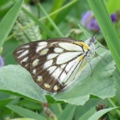 Belenois java (Caper White) at Wanniassa, ACT - 8 Mar 2020 by SandraH